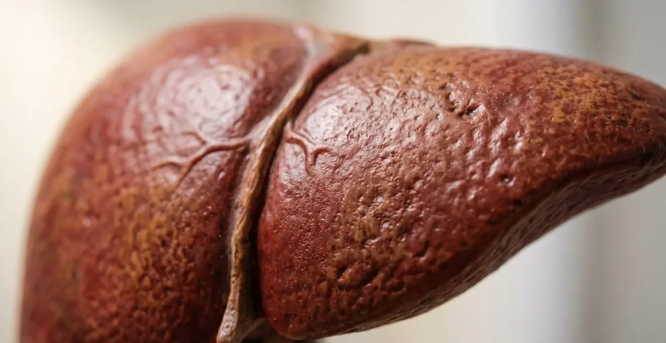 Detalle macro de modelo anatómico de hígado humano mostrando textura y volumen real del órgano